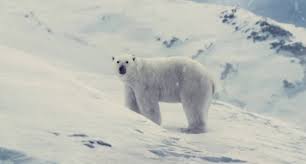 Snowpiercer polar bear